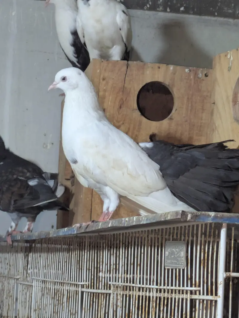 beautiful peagons — photo 10