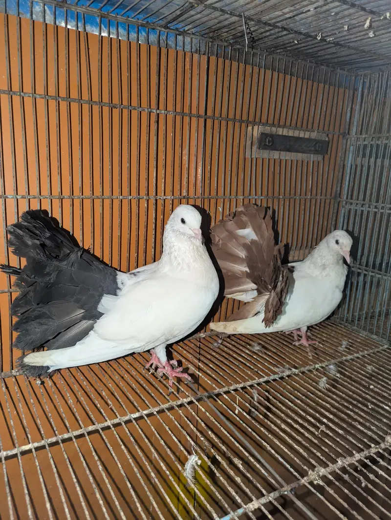 beautiful peagons — photo 11