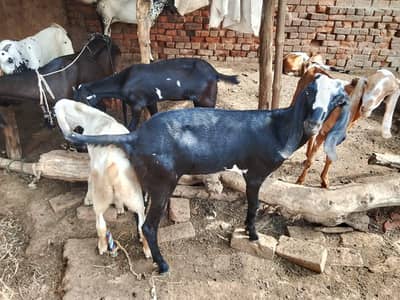 13 month ki beetal path for sale