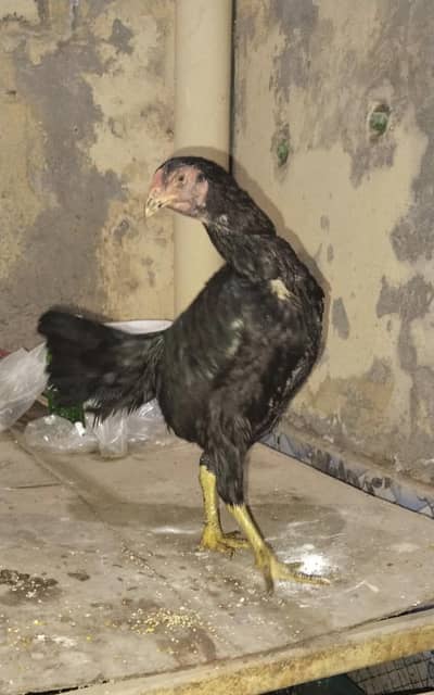 Penus Pakoy Female For Sale Reasonable price