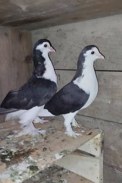 sherazi pigeons available. 03064124879. WhatsApp number