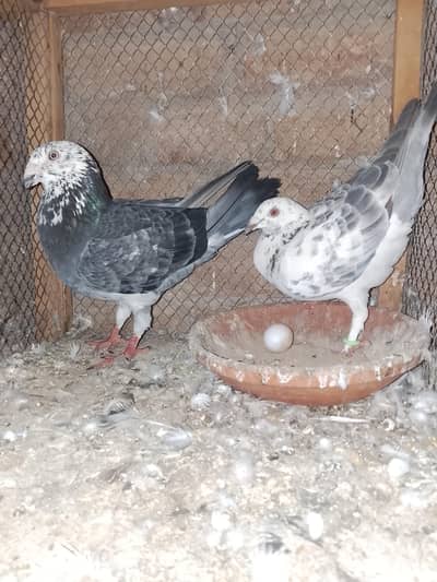 Tiger greezen and bila gagra pigeon