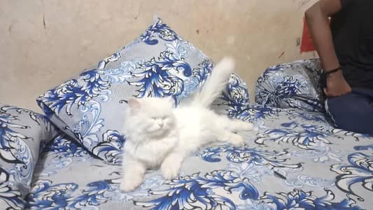 Persian cat for sale