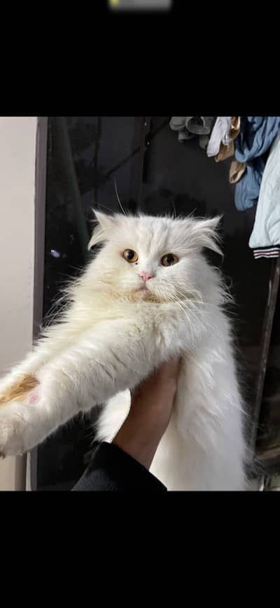 Persian Cat for urgent sale
