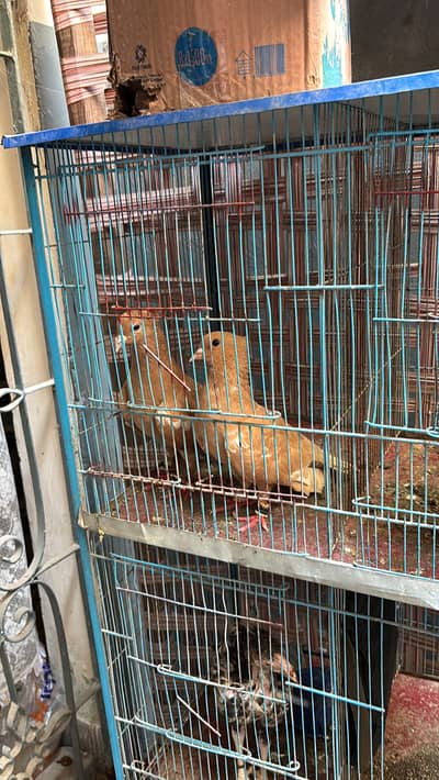 Zard choti dar pair