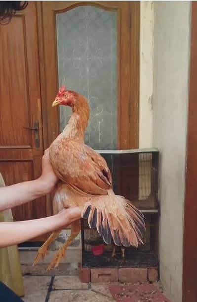 High quality blue eyes Peeli bangum aseel madi for sale