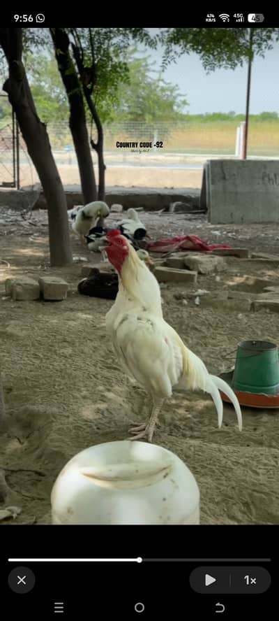 Heera Aseel