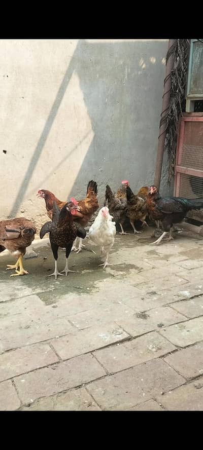 20 hens available egg laying