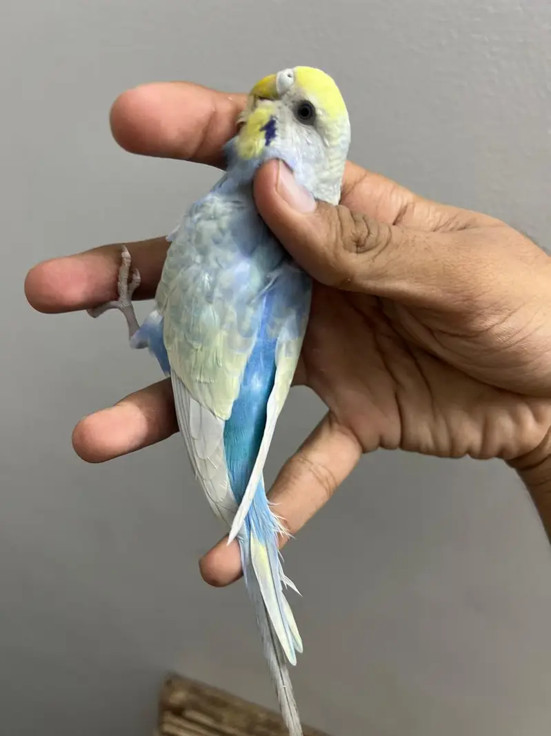 Rainbow  Budjie females — photo 4