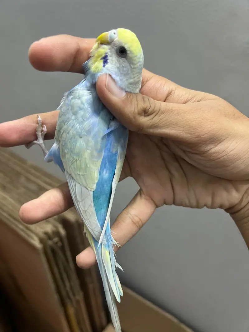 Rainbow  Budjie females — photo 5