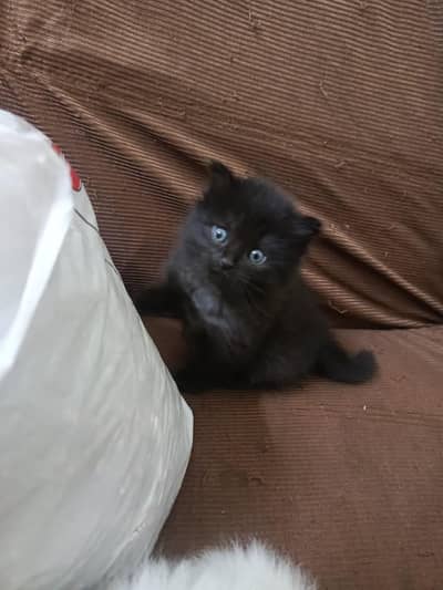 black Persian kittens