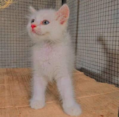 Persian kittens