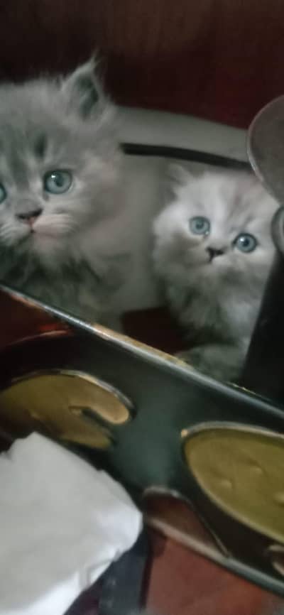 Persian kittens pure breed