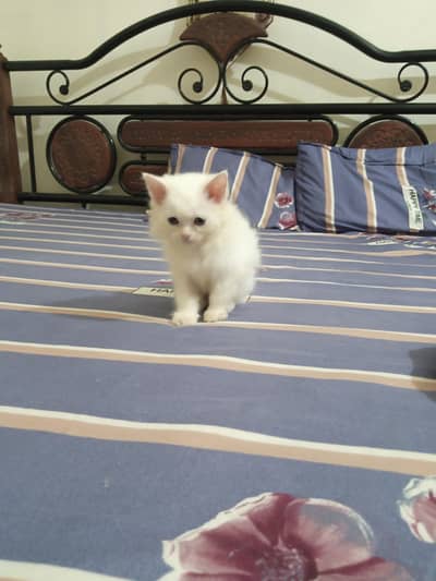 Persian Kitten for Sale