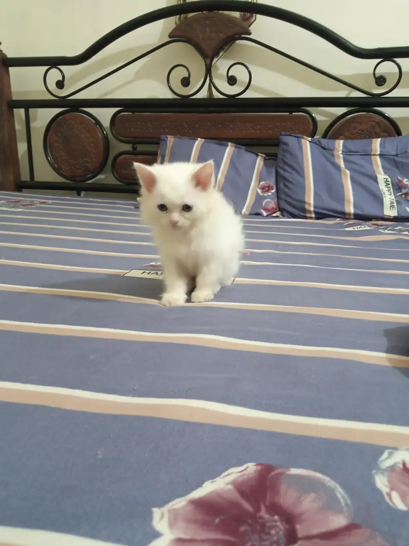 Persian Kitten for Sale