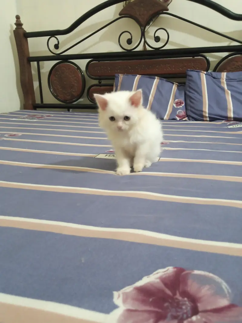 Persian Kitten for Sale — photo 2