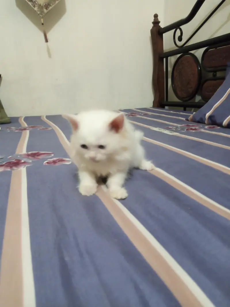 Persian Kitten for Sale — photo 3