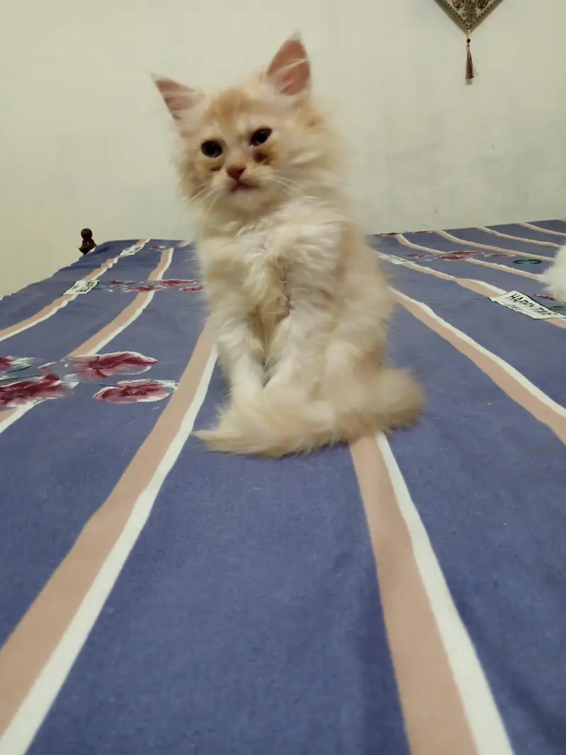 Persian Kitten for Sale — photo 6