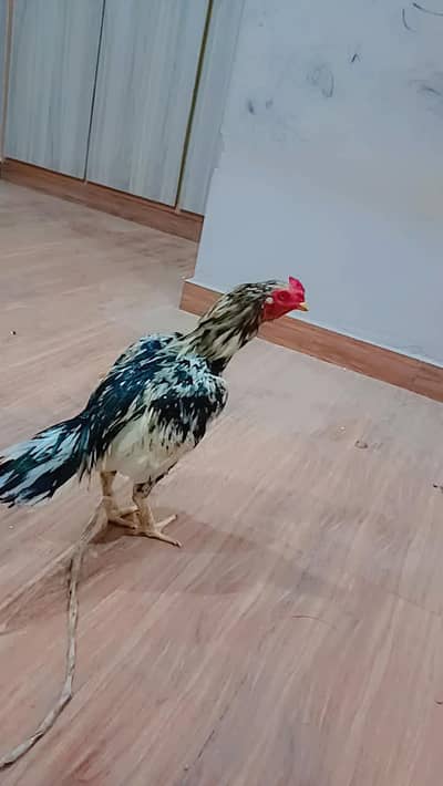 Pure Aseel Mianwali Patha (Male) for Sale