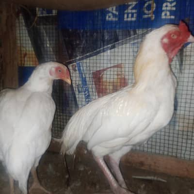Aseel heera pair for sale