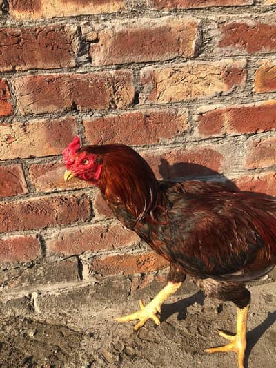 Best quality Mianwali aseel breeder pair