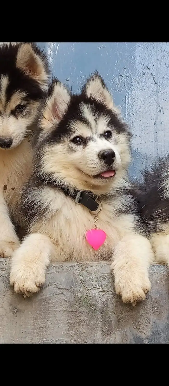 Siberian husky puppy blue eyes pure husky — photo 2