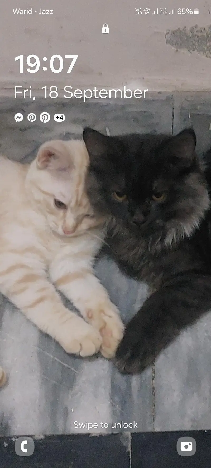 Persian cat pair