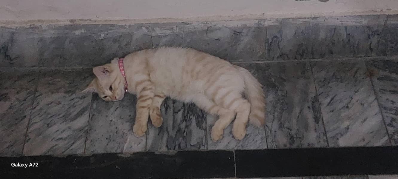 Persian cat pair 1