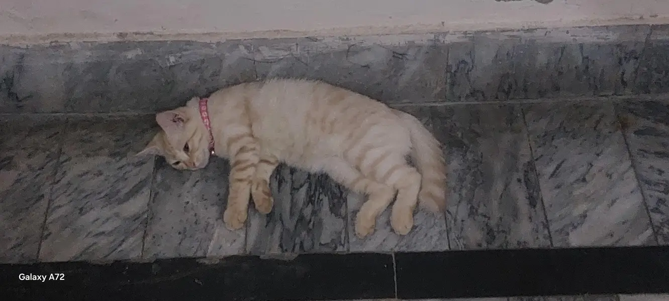 Persian cat pair — photo 2