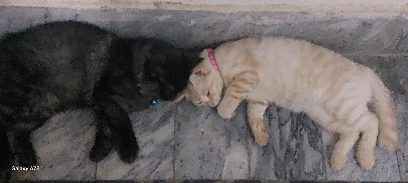 Persian cat pair — photo 3