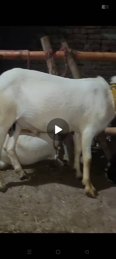 full white ankhon ma andal bakra mu sa 2 dant what app num 03236501245