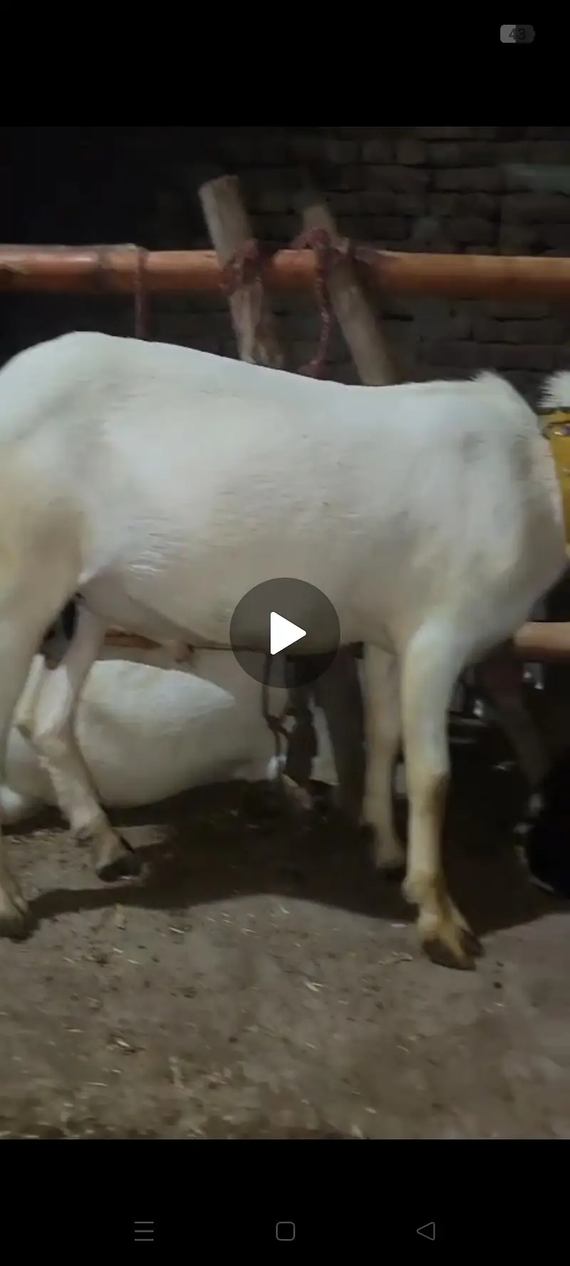 full white ankhon ma andal bakra mu sa 2 dant what app num 03236501245