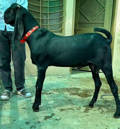 Top quality Pure Beetal Bakra for sale