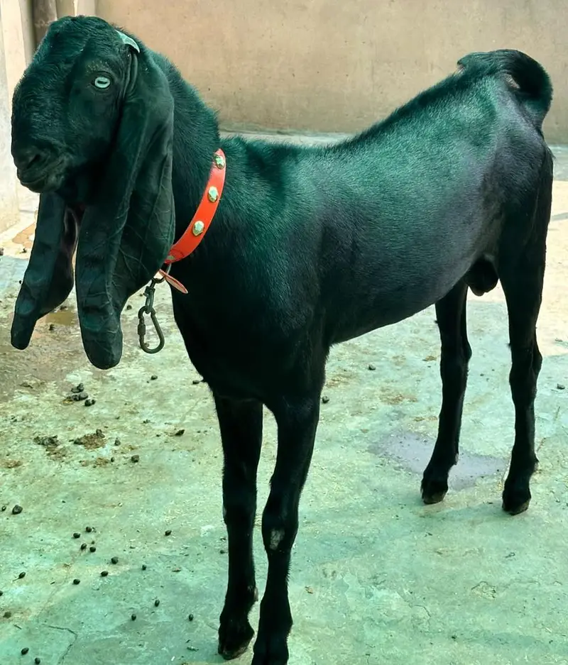 Top quality Pure Beetal Bakra for sale — photo 2