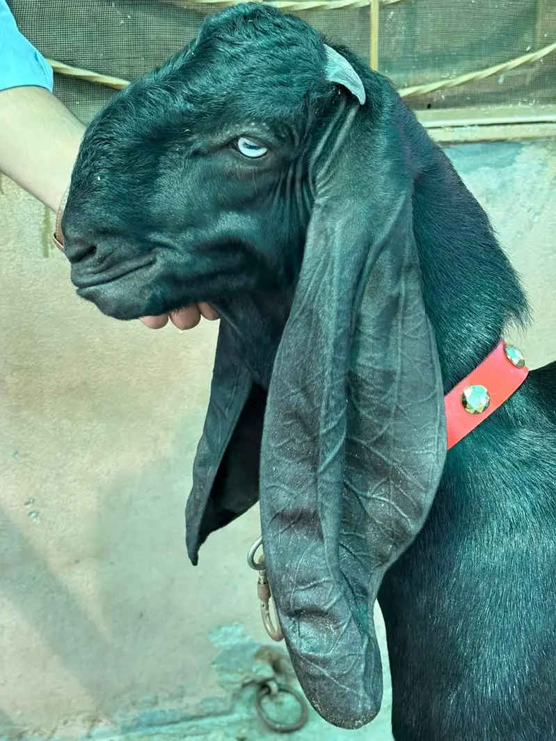 Top quality Pure Beetal Bakra for sale — photo 3