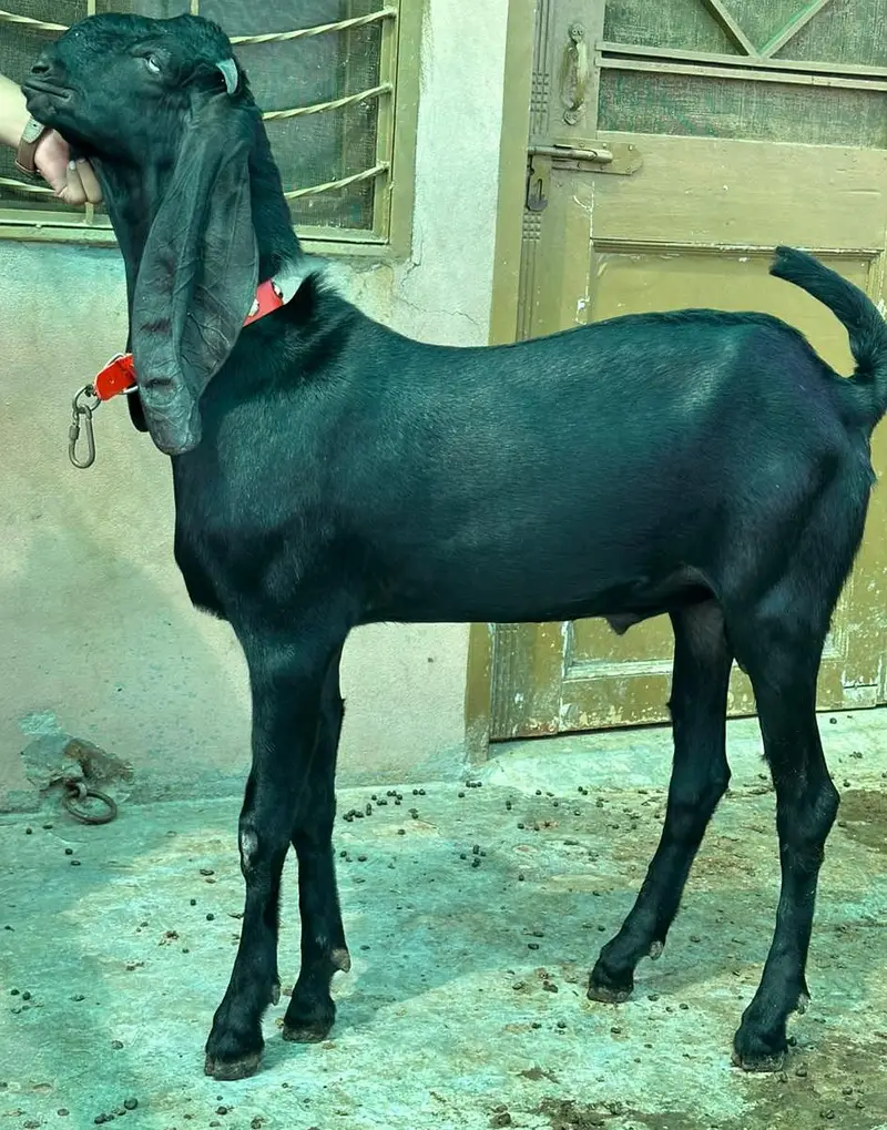 Top quality Pure Beetal Bakra for sale — photo 4