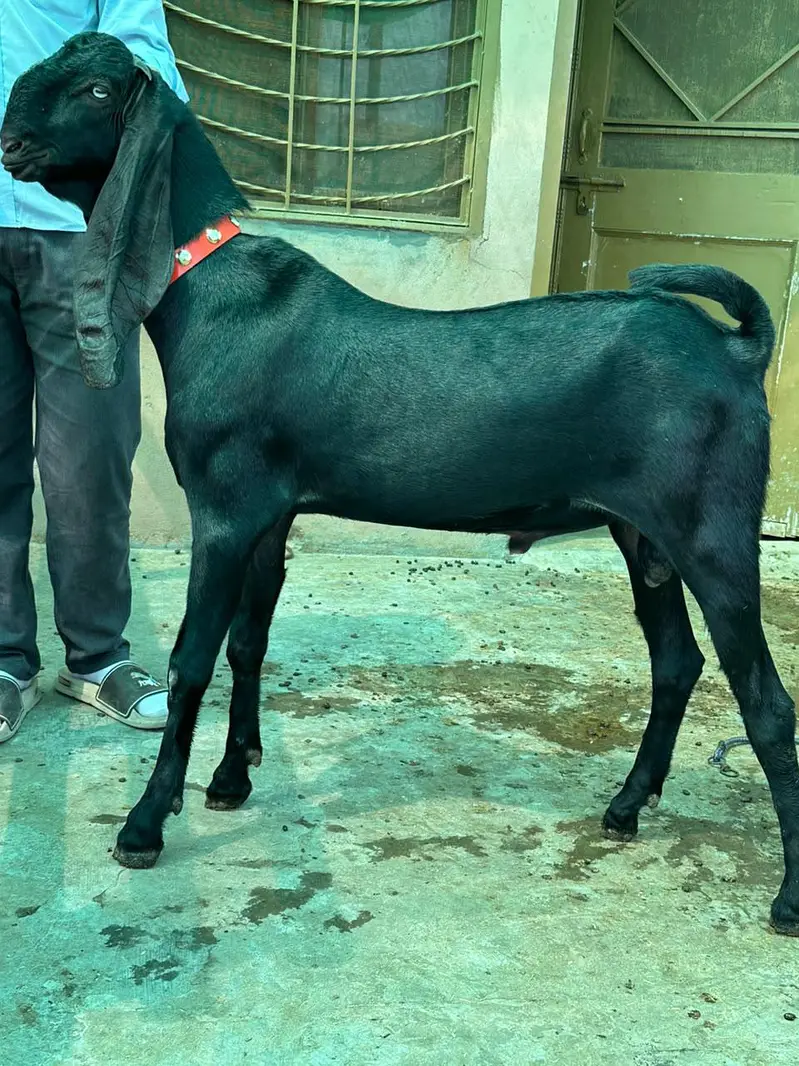 Top quality Pure Beetal Bakra for sale — photo 5