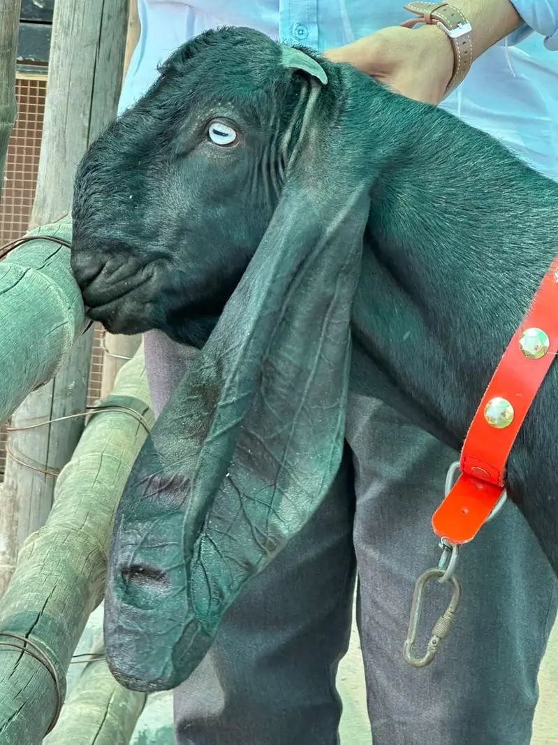 Top quality Pure Beetal Bakra for sale — photo 6