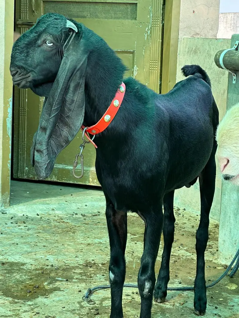 Top quality Pure Beetal Bakra for sale — photo 7