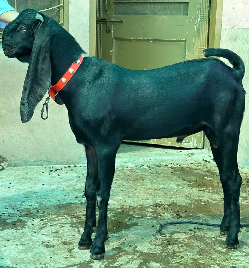 Top quality Pure Beetal Bakra for sale — photo 8
