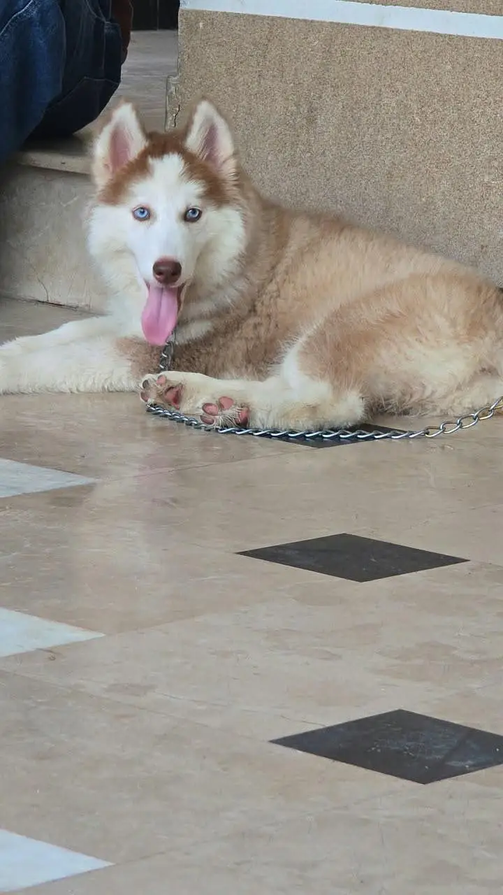 A very cute husky dog