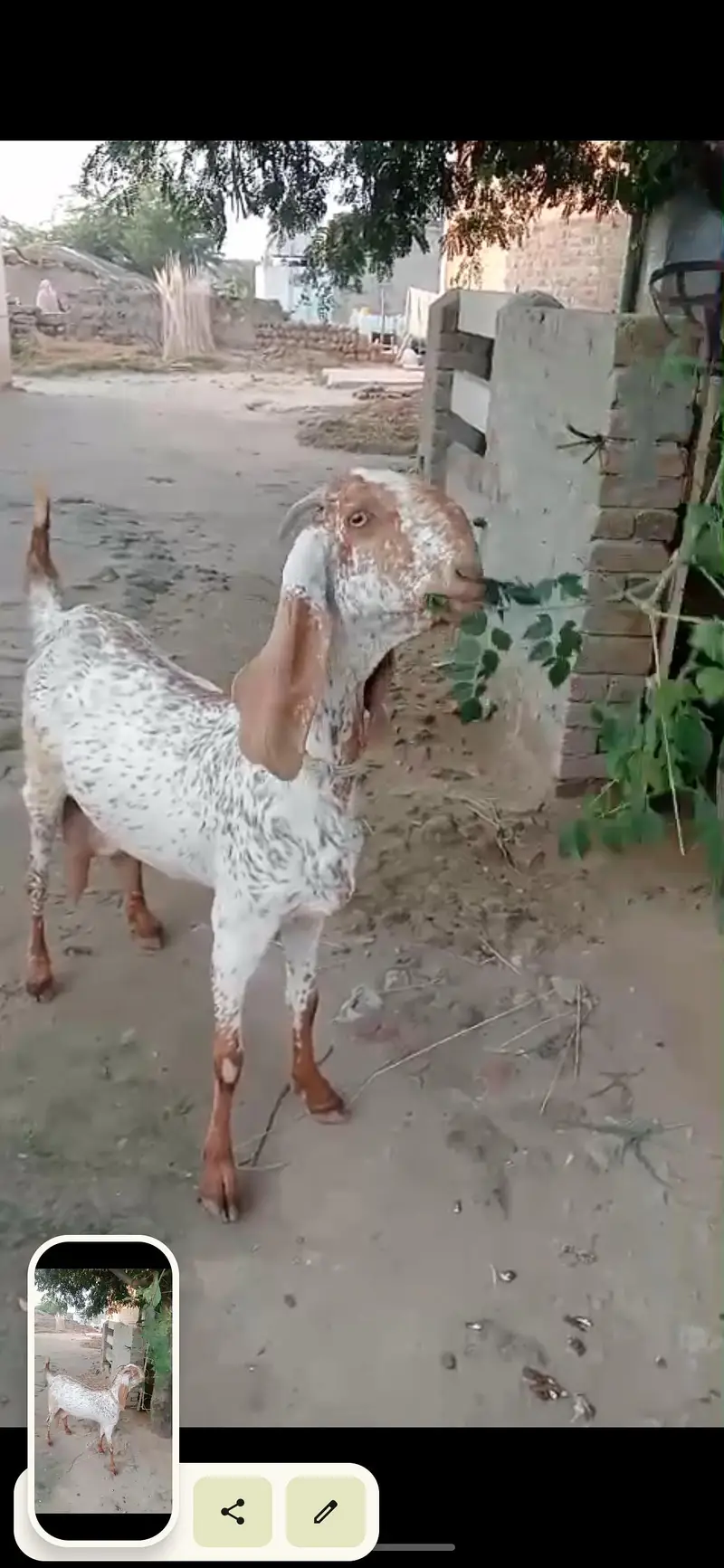 bakri / Makhi cheni bakri