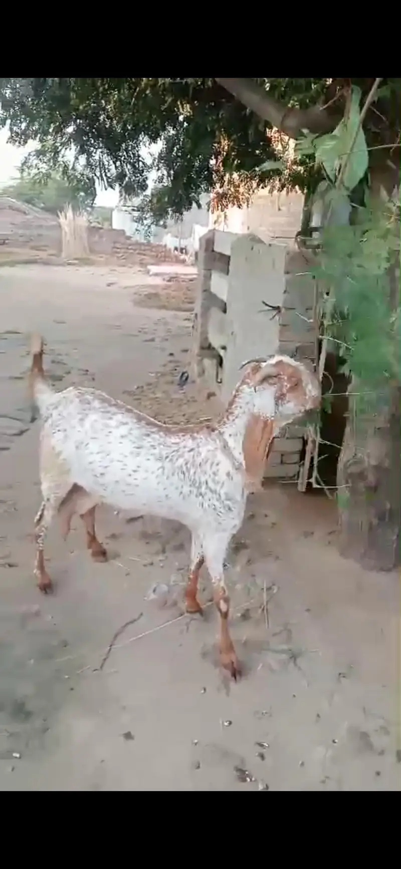 bakri / Makhi cheni bakri — photo 2