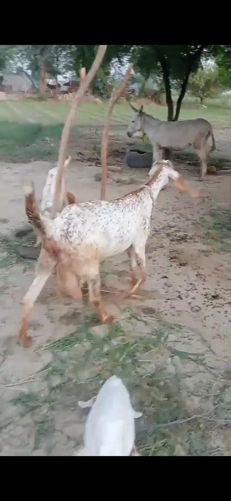 bakri / Makhi cheni bakri — photo 3