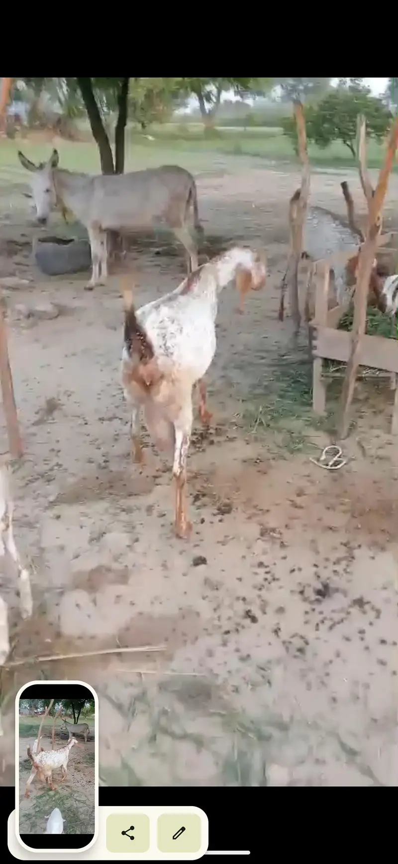 bakri / Makhi cheni bakri — photo 4