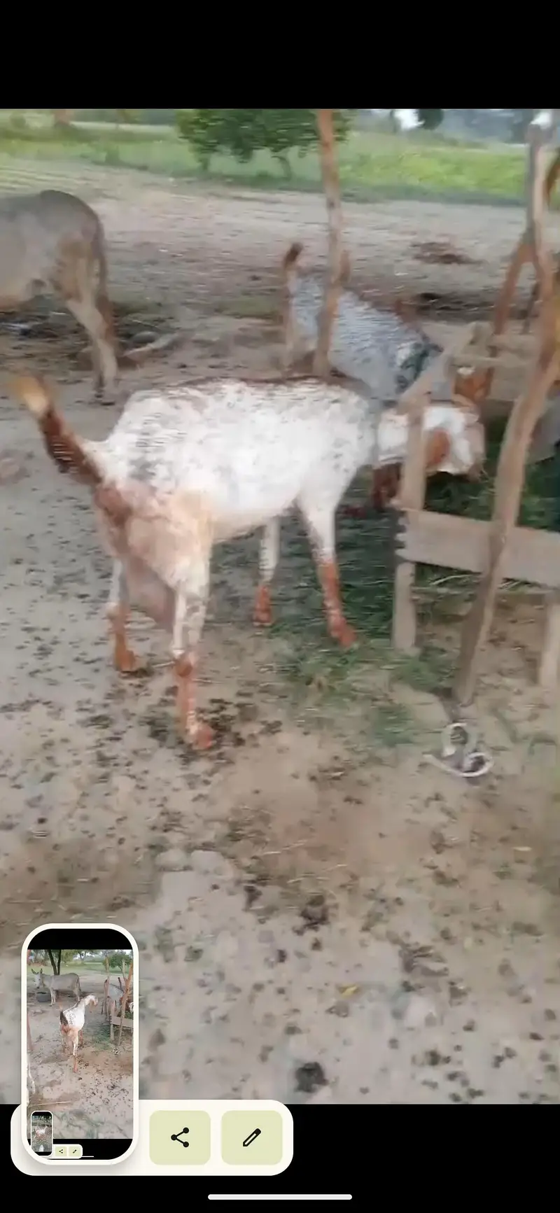 bakri / Makhi cheni bakri — photo 5