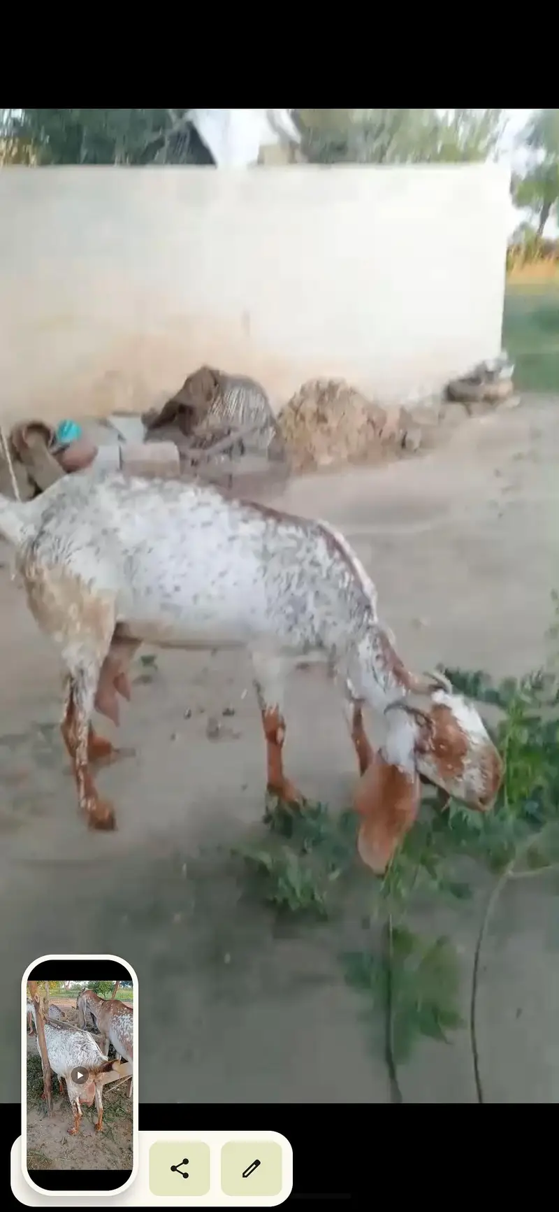 bakri / Makhi cheni bakri — photo 6