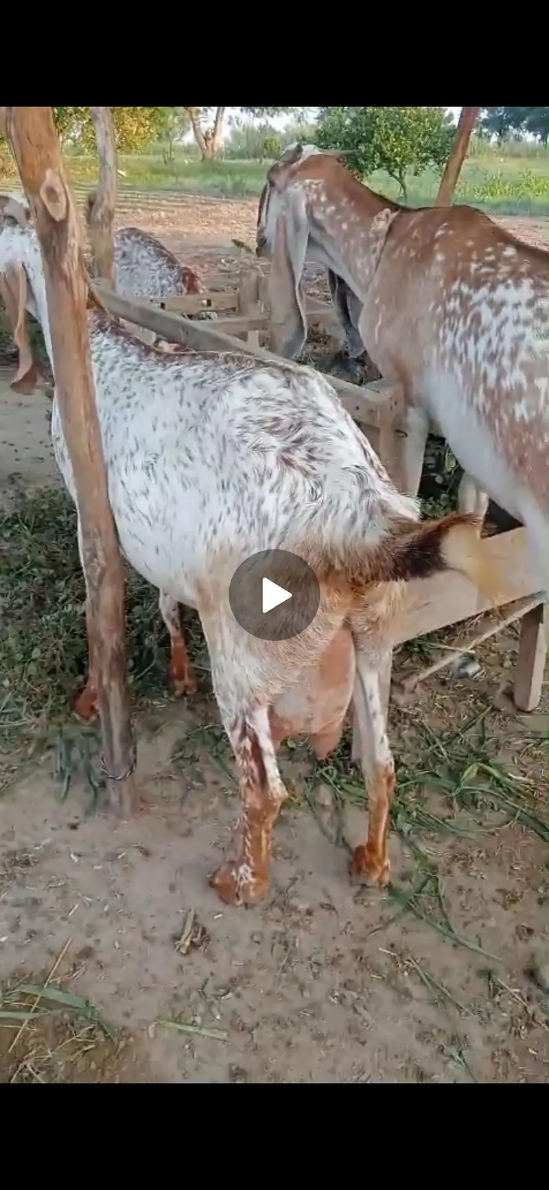 bakri / Makhi cheni bakri — photo 7