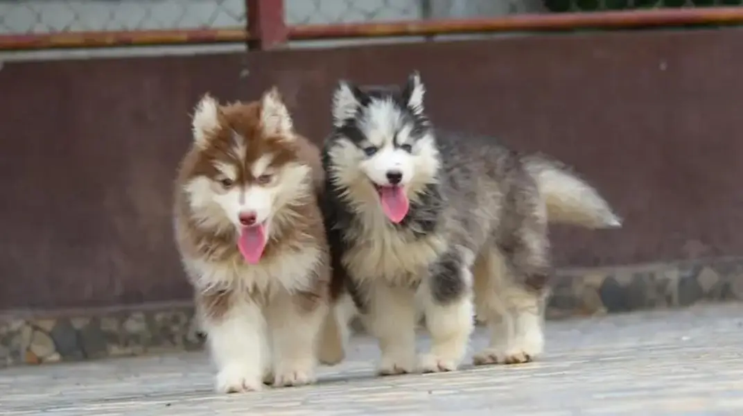 Siberian husky puppy blue eyes pure husky