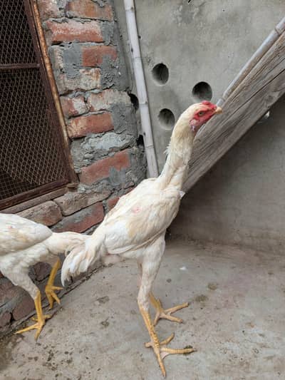 German White oh  Shamo pair For Sale